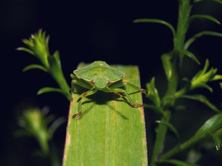 Shield Bug On A leaf