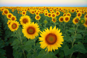 Obraz premium Sunflowers