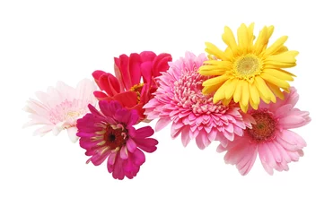 Photo sur Plexiglas Gerbera ガーベラとジニア