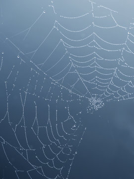 fragment of the web in the drops of dew on a blue background