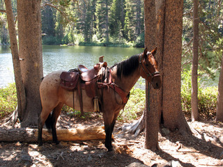 Brown Trail Horse/Brown horse wearing saddle and tack, standing in the forest.