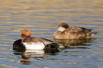 Ducks photographed in the Tablas de Daimiel National Park. Spain.