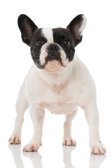 Französiche Bulldogge
