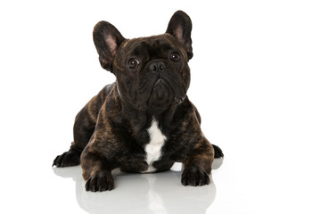 Französiche Bulldogge