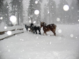 Horses walking in snow/Three horses walking in snow.