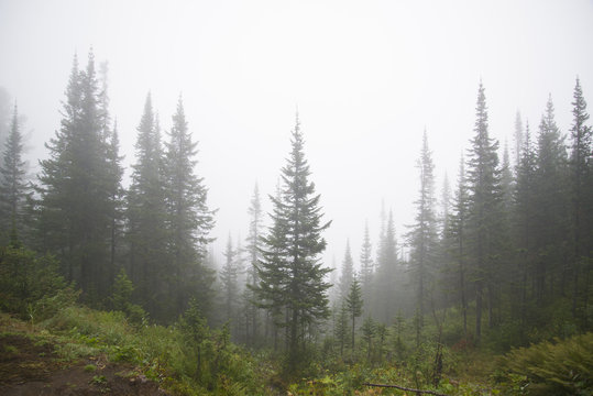 Fototapeta Morning mist in the mountains of North America