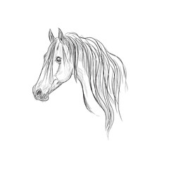 head of horse, sketch style, vector illustration