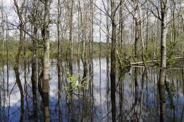 Obraz premium Mischwald im Moor 