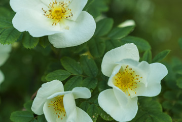 Lovely white flowers of rose or briar. Open flower, white rose. Blurred background