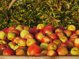 Delicious and fresh apples in box