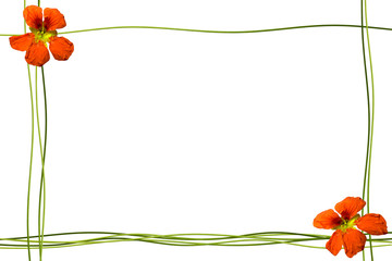 nasturtium flowers isolated on white background. Summer
