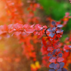 Bright colored leaves on the branches in the autumn forest