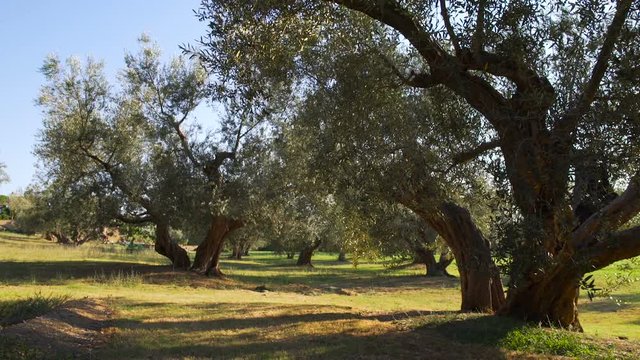 Olive trees in the wind in Italy