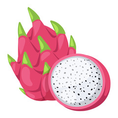 Pitaya or dragon fruit vector illustration.