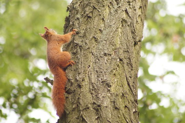 Eichhörnchen