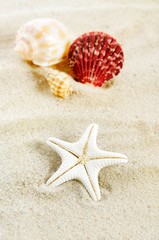 Fototapeta na wymiar Few shells on the golden beach. Holiday composition close up