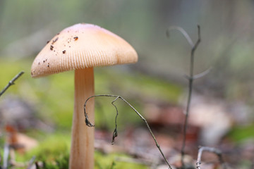 beautiful inedible mushroom close-up