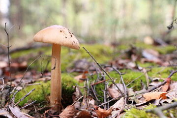 beautiful inedible mushroom