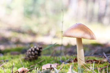 beautiful mushroom and pine cone