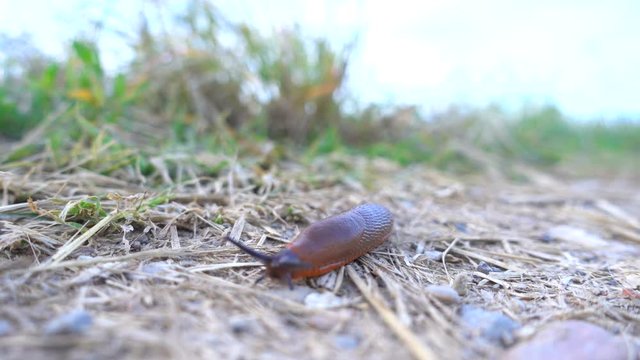 Snail Crawling in the Grass