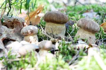 growing many little ceps
