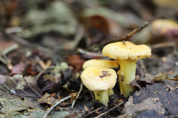 growing many little chanterelles