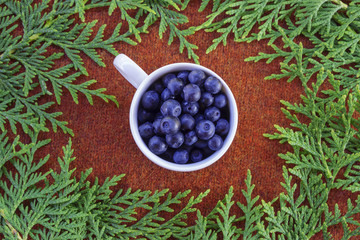 huja branches and a white cup of blueberries on brown knitted cl