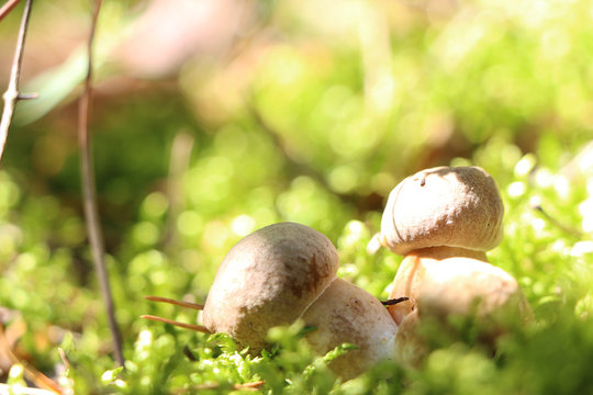 growing many little little mushrooms