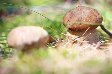 growing two ceps macro