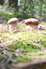 growing two white ceps