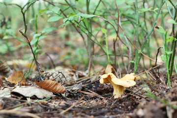grows lonely chanterelle