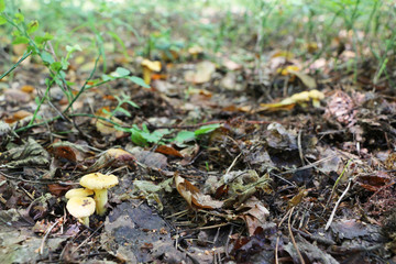 many little chanterelles in wood