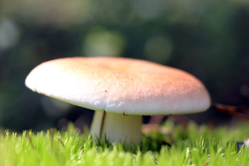 russula in moss close-up