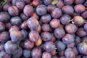 Mounds of purple plums displayed for market