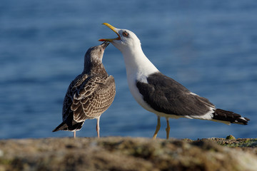 Herring Gull, Sea  Gull
