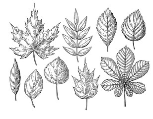 Vector autumn drawing leaves set. Isolated objects. Hand drawn d - 118208631