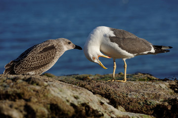 Lesser black-backed gull, Herring Gull, Sea  Gull