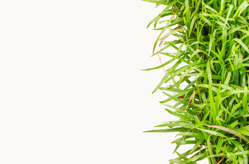 Isolated grass