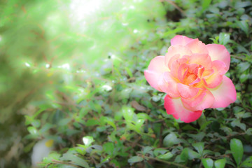 Close up of Yellow Pink Rose Flower