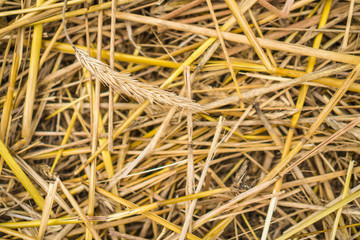straw, stalks and husks are left on field after threshing and harvesting wheat grains
