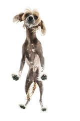 Chinese crested dog in studio