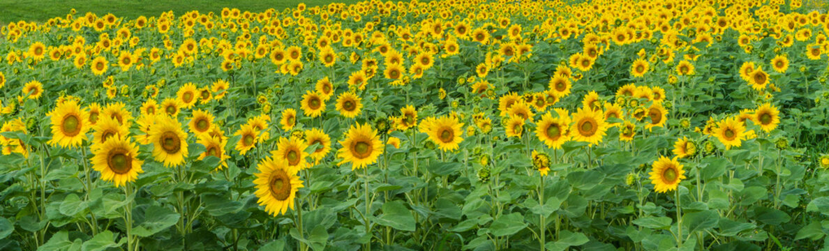 banner picture of a field of bright yellow sunflowers facing the sun 
