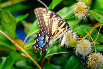 Eastern tiger swallowtail (Papilio glaucus)
