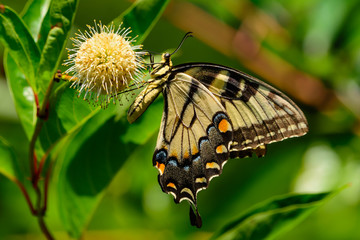 Eastern tiger swallowtail (Papilio glaucus)