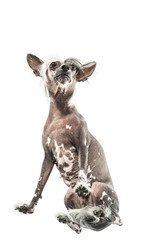 Chinese crested dog in studio