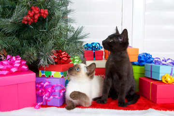 Siamese kitten laying on ground paw up to bat at tree, black kitten sitting looking at Christmas tree, colorful presents under tree on red fur tree skirt. Novelty of the holiday