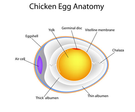 chicken egg anatomy
