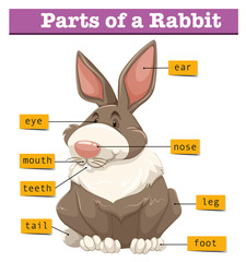 Diagram showing parts of rabbit