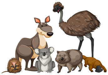 Wild animals from Australia © blueringmedia