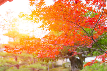 Naklejka na ściany i meble Beautiful Red Maple Leaf in Japan Autumn in the Morning Light.